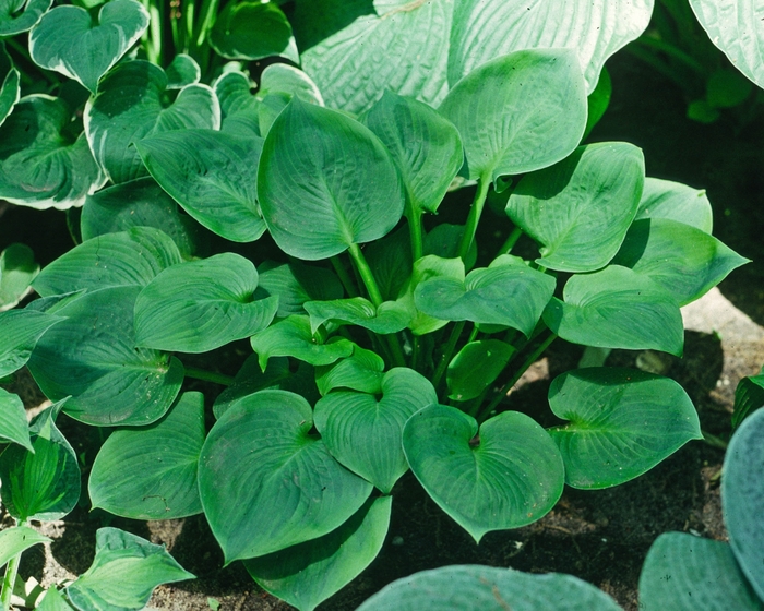 'Amber Tiara' Hosta, Plantain Lily - Hosta from RFGN readingfeedandgardennew Upgrade