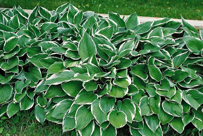 'Francee' Hosta, Plantain Lily - Hosta from RFGN readingfeedandgardennew Upgrade