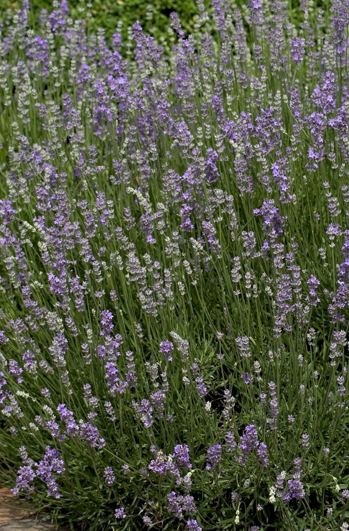 Lavender - Lavandula angustifolia 'Munstead' from RFGN readingfeedandgardennew Upgrade