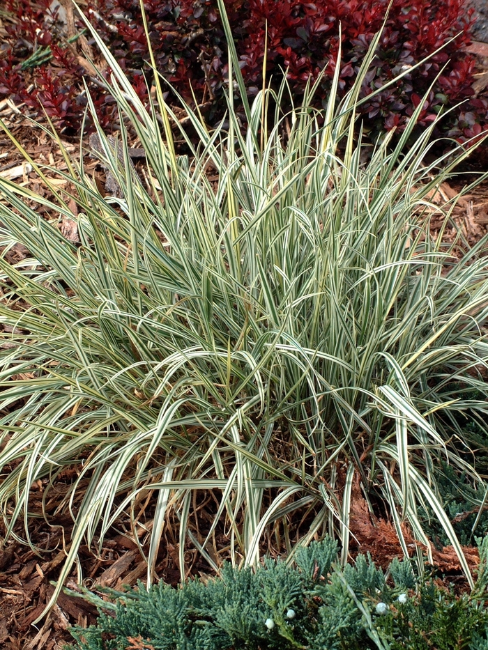 Bulbous Oak Grass - Arrhenatherum bulbosum 'Variegatum' from RFGN readingfeedandgardennew Upgrade