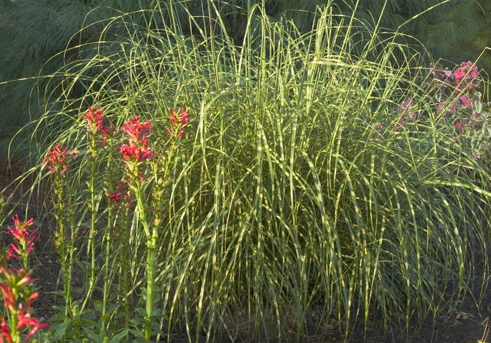 Maiden Grass - Miscanthus sinensis 'Little Zebra' from RFGN readingfeedandgardennew Upgrade