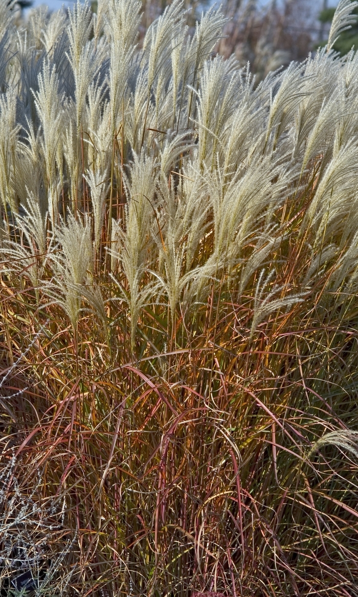 'Purpurascens' Maiden Grass - Miscanthus from RFGN readingfeedandgardennew Upgrade
