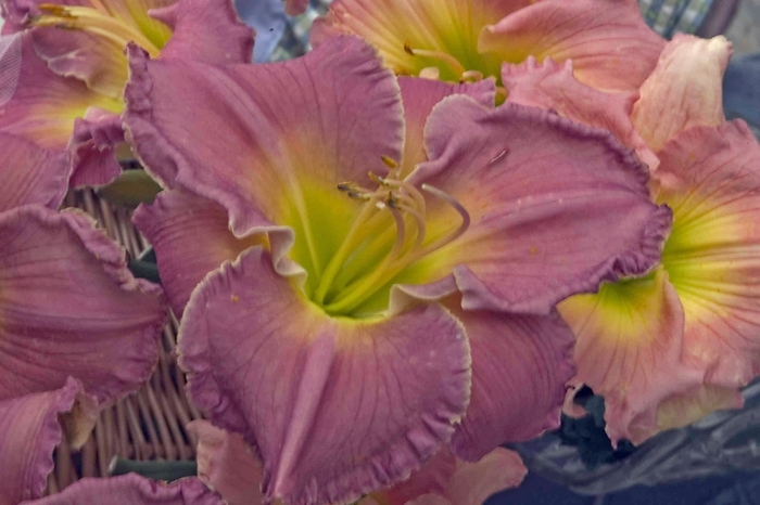 Daylily - Hemerocallis 'Advance Party' from RFGN readingfeedandgardennew Upgrade