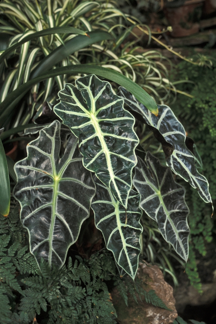 Alocasia - Alocasia amazonica 'Polly' from RFGN readingfeedandgardennew Upgrade