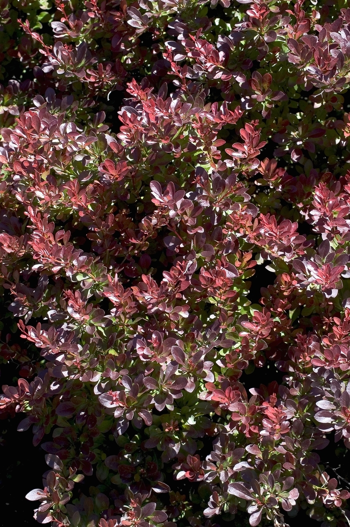 Japanese Barberry - Berberis thunbergii 'Crimson Pygmy' from RFGN readingfeedandgardennew Upgrade