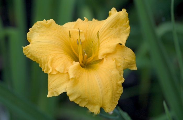 Daylily - Hemerocallis 'Brookwood Dorado' from RFGN readingfeedandgardennew Upgrade