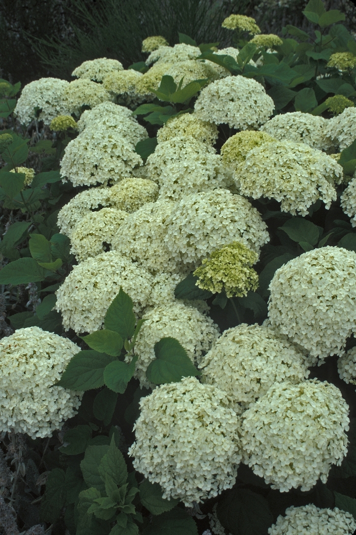 Smooth Hydrangea - Hydrangea arborescens 'Annabelle' from RFGN readingfeedandgardennew Upgrade