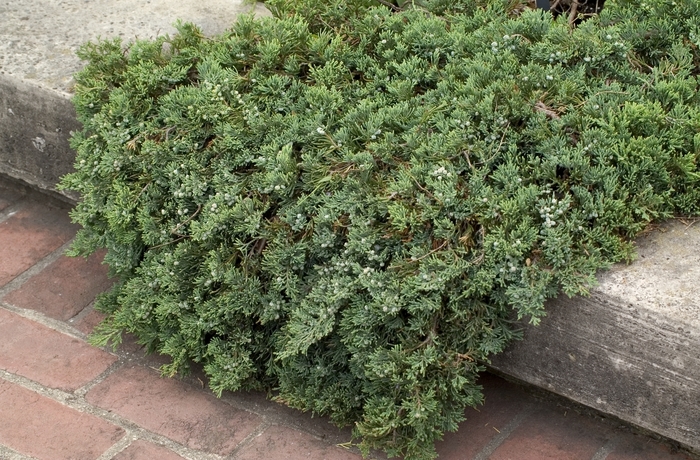 Blue Rug Juniper - Juniperus horizontalis 'Wiltonii' from RFGN readingfeedandgardennew Upgrade
