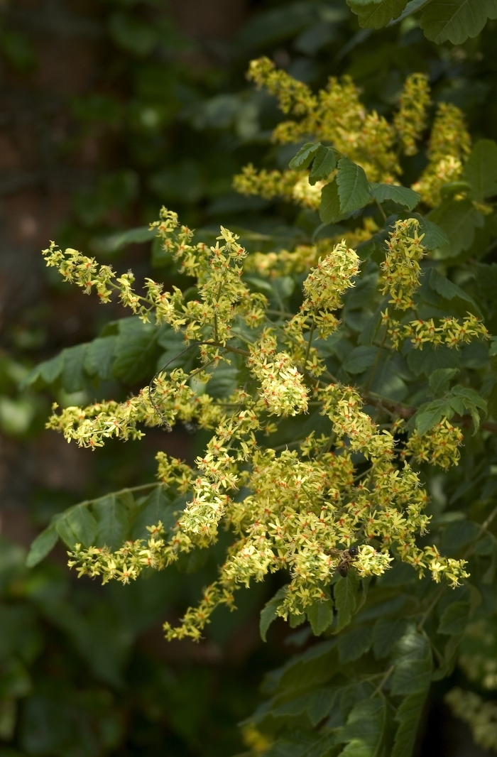 Golden Rain Tree - Koelreuteria paniculata (Golden Rain Tree) from RFGN readingfeedandgardennew Upgrade