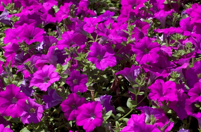Petunia - Petunia 'Lavender Wave' from RFGN readingfeedandgardennew Upgrade