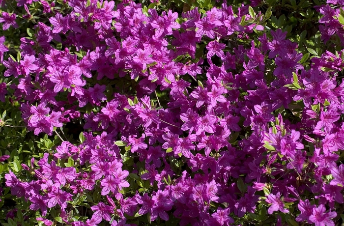 Azalea - Azalea 'Herbert' from RFGN readingfeedandgardennew Upgrade