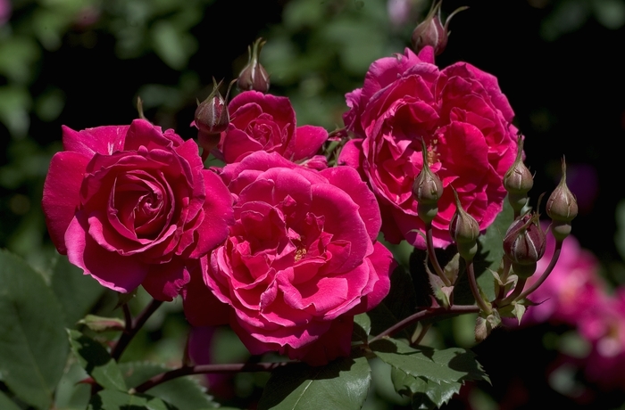 Rose - Rosa 'A. Mackenzie' from RFGN readingfeedandgardennew Upgrade