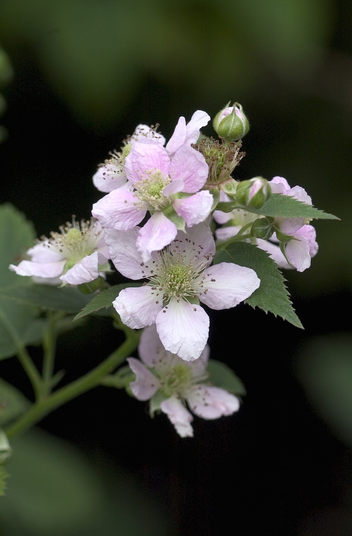 Blackberry - Rubus 'Dirksen Thornless' from RFGN readingfeedandgardennew Upgrade