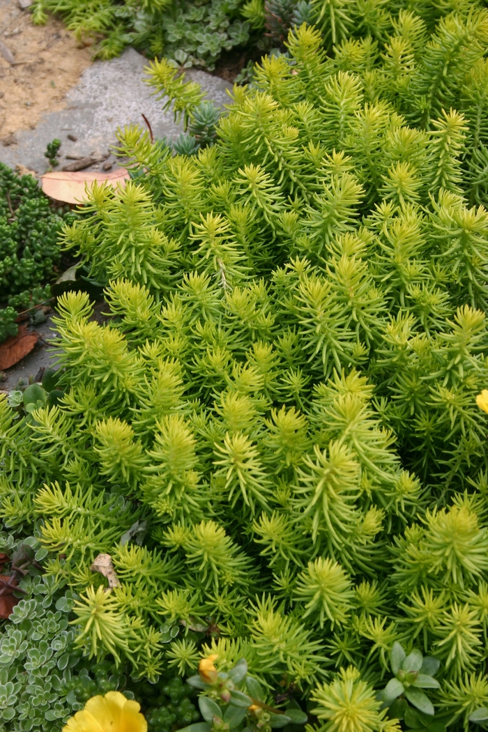 Stonecrop - Sedum 'Angelina' from RFGN readingfeedandgardennew Upgrade