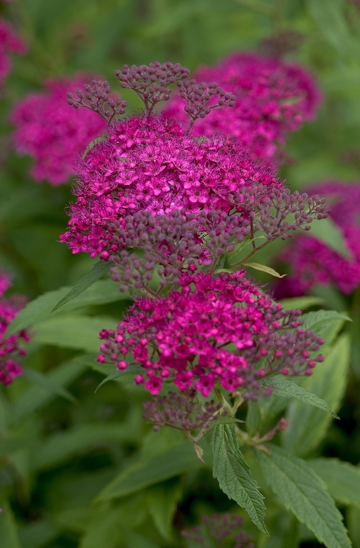 Japanese Spirea - Spiraea japonica 'Neon Flash' from RFGN readingfeedandgardennew Upgrade