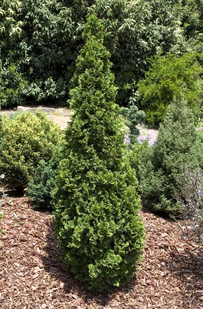 'Degroot's Spire' Arborvitae - Thuja occidentalis from RFGN readingfeedandgardennew Upgrade