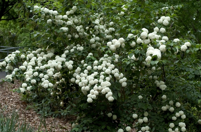 Japanese Snowball - Viburnum plicatum 'Mary Milton' from RFGN readingfeedandgardennew Upgrade