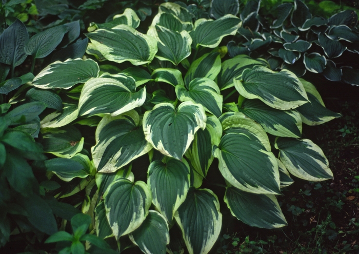 'Antioch' - Hosta hybrid from RFGN readingfeedandgardennew Upgrade