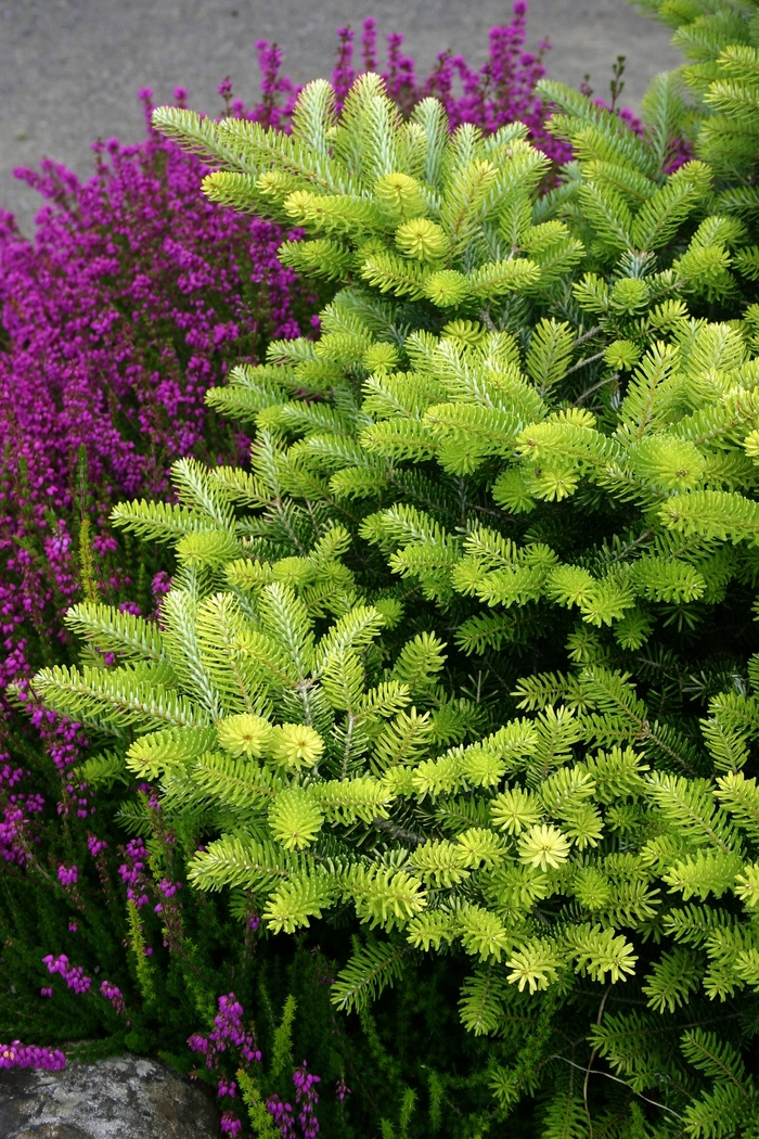 Korean Fir - Abies koreana 'Aurea' from RFGN readingfeedandgardennew Upgrade