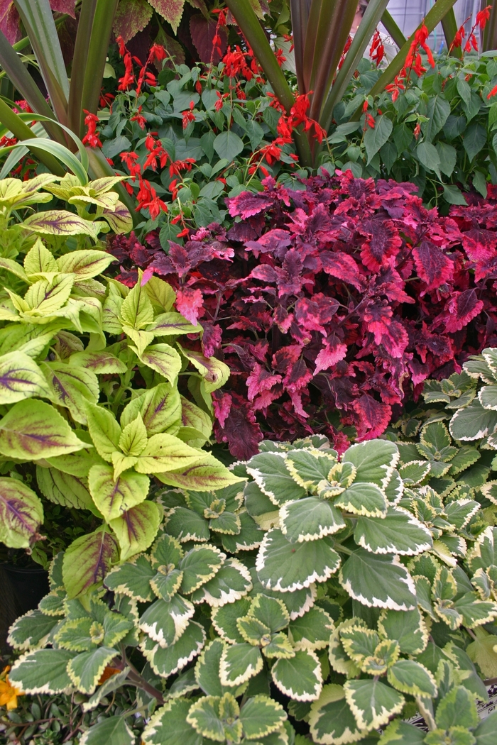 Assorted Coleus - coleus from RFGN readingfeedandgardennew Upgrade