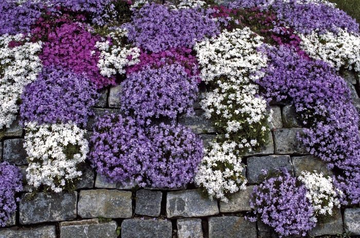 Creeping Phlox - Phlox subulata from RFGN readingfeedandgardennew Upgrade