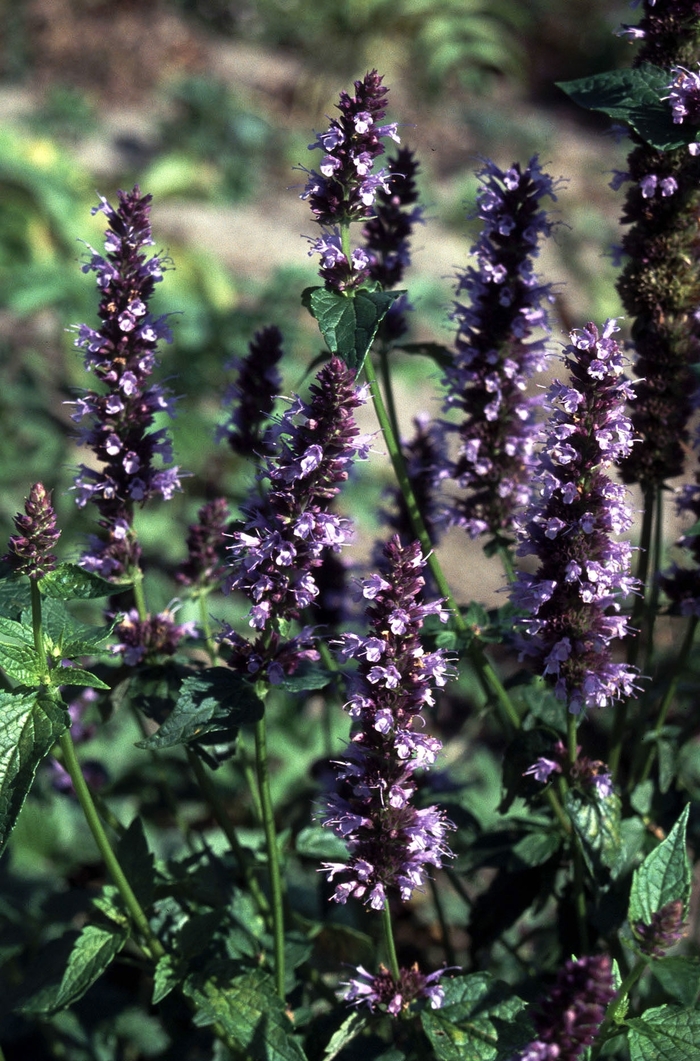 Anise Hyssop - Agastache 'Black Adder' from RFGN readingfeedandgardennew Upgrade