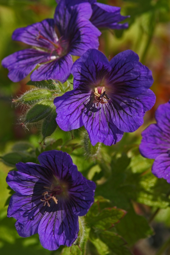 Cranesbill - Geranium 'Blue Blood' from RFGN readingfeedandgardennew Upgrade