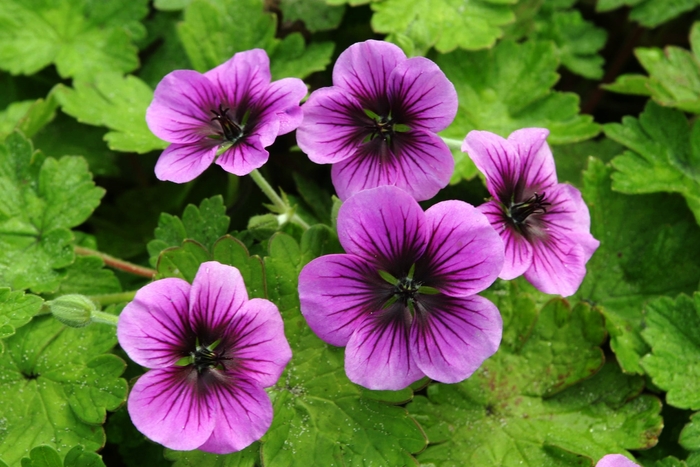 Nova Cranesbill - Geranium ''Nova'' (Cranesbill) from RFGN readingfeedandgardennew Upgrade