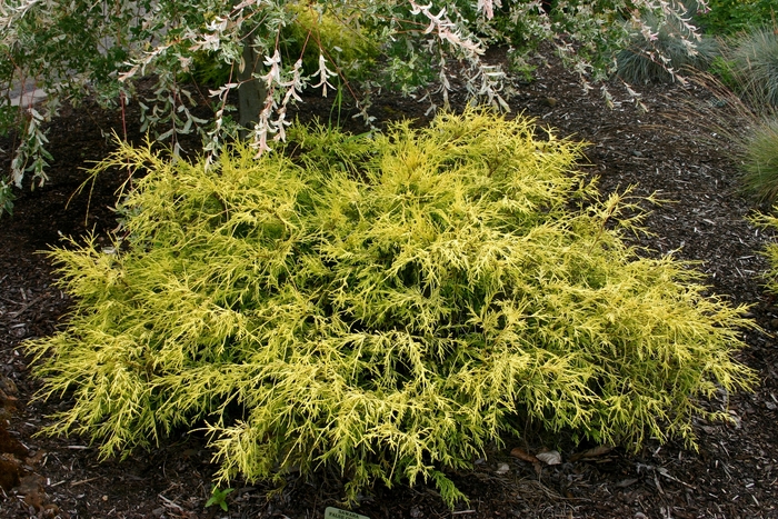 Sawara Cypress - Chamaecyparis pisifera 'Lemon Thread' from RFGN readingfeedandgardennew Upgrade