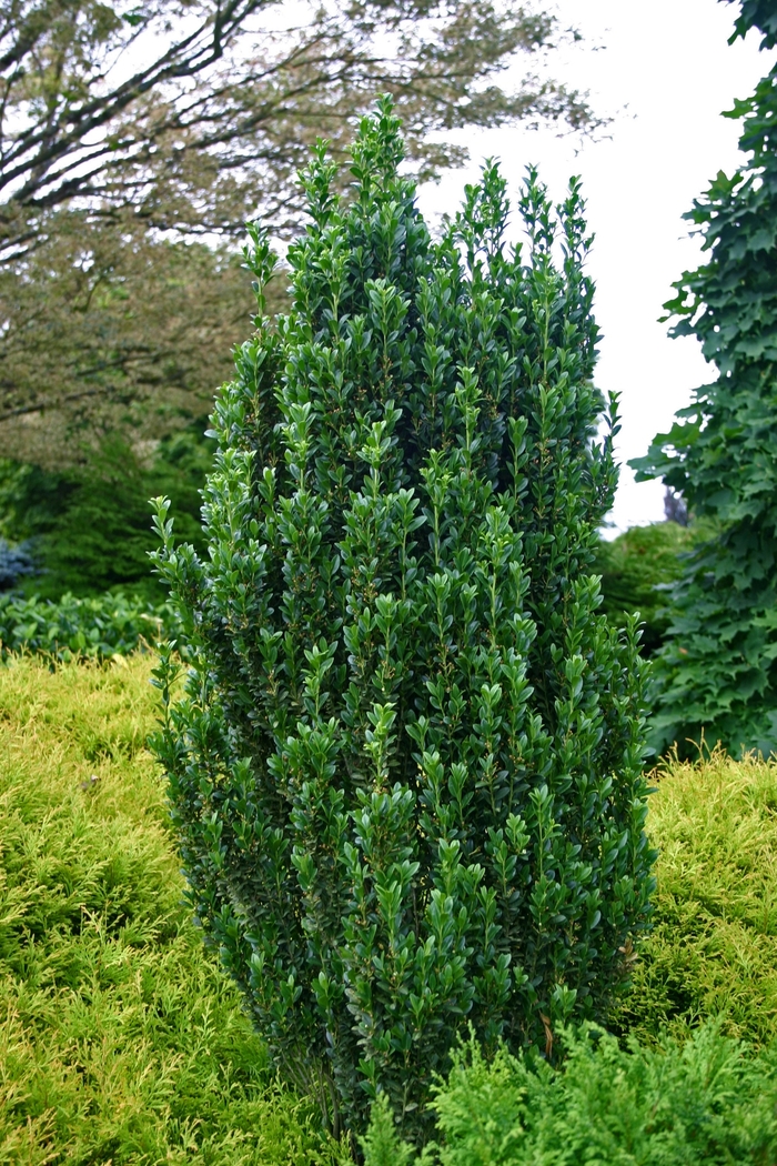 'Sky Pencil' Japanese Holly - Ilex crenata from RFGN readingfeedandgardennew Upgrade