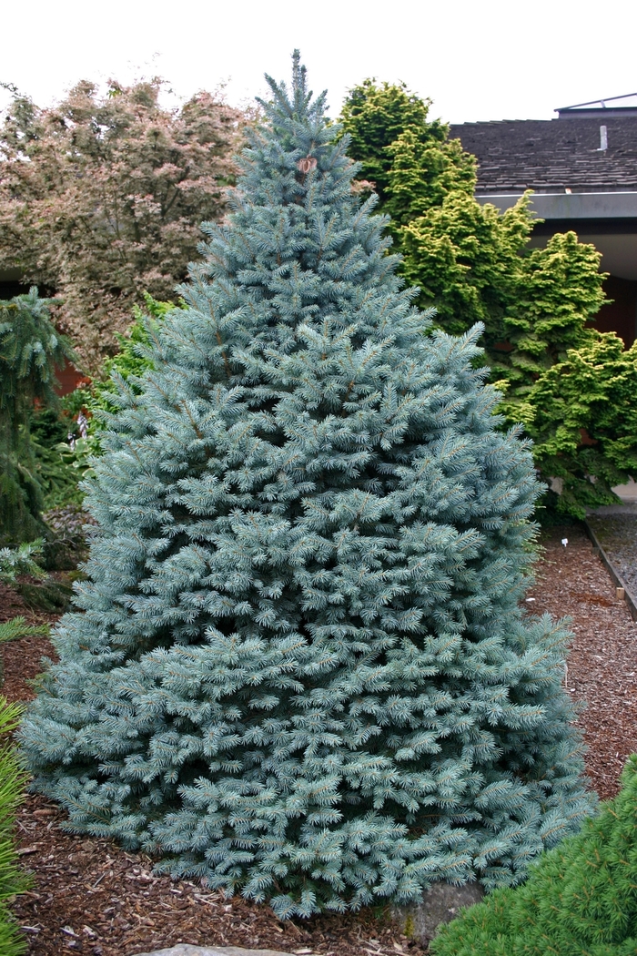 Lacebark Pine - Picea pungens 'Sester's Dwarf' from RFGN readingfeedandgardennew Upgrade