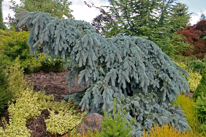 The Blues Weeping Blue Spruce - Picea pungens 'The Blues' (Weeping Blue Spruce) from RFGN readingfeedandgardennew Upgrade