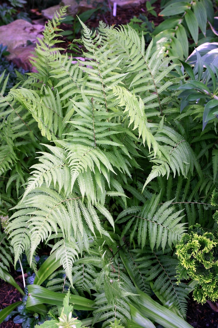 River Fern - Thelpteris kunthii from RFGN readingfeedandgardennew Upgrade