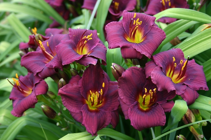 Daylily - Hemerocallis 'Baby Bear' from RFGN readingfeedandgardennew Upgrade