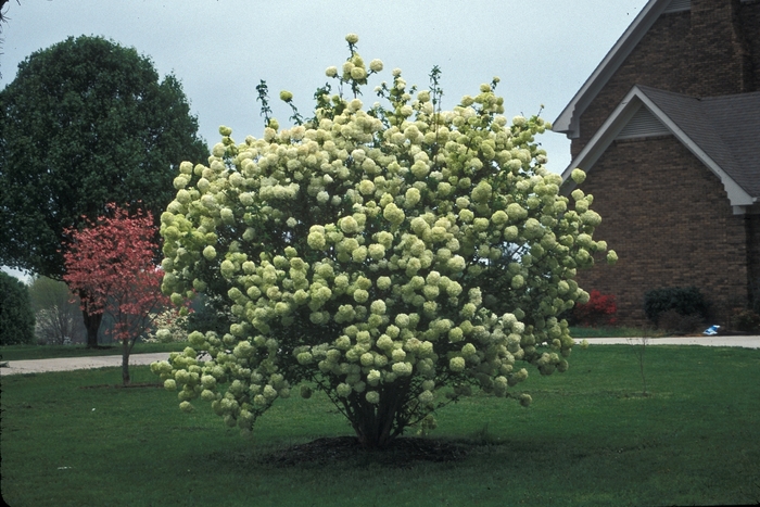 Chinese Snowball Bush - Viburnum macrocephalum 'Sterile' from RFGN readingfeedandgardennew Upgrade