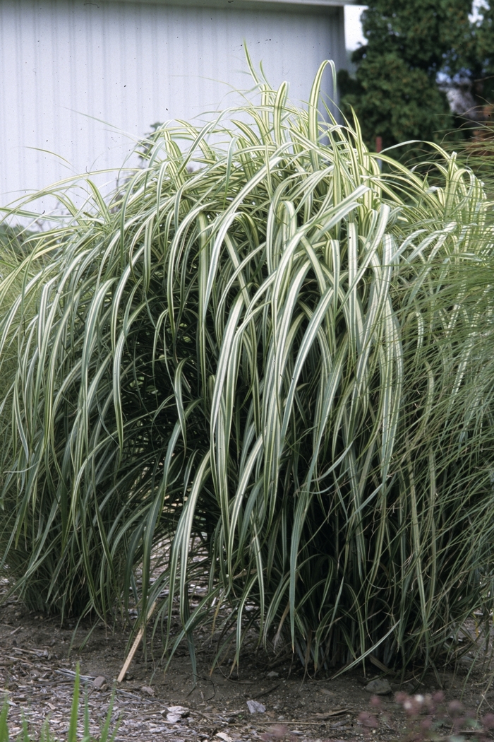 Maiden Grass - Miscanthus sinensis 'Cabaret' from RFGN readingfeedandgardennew Upgrade