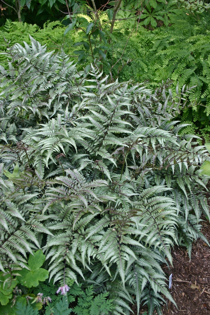 'Godzilla' Painted Fern - Athyrium nipponicum from RFGN readingfeedandgardennew Upgrade