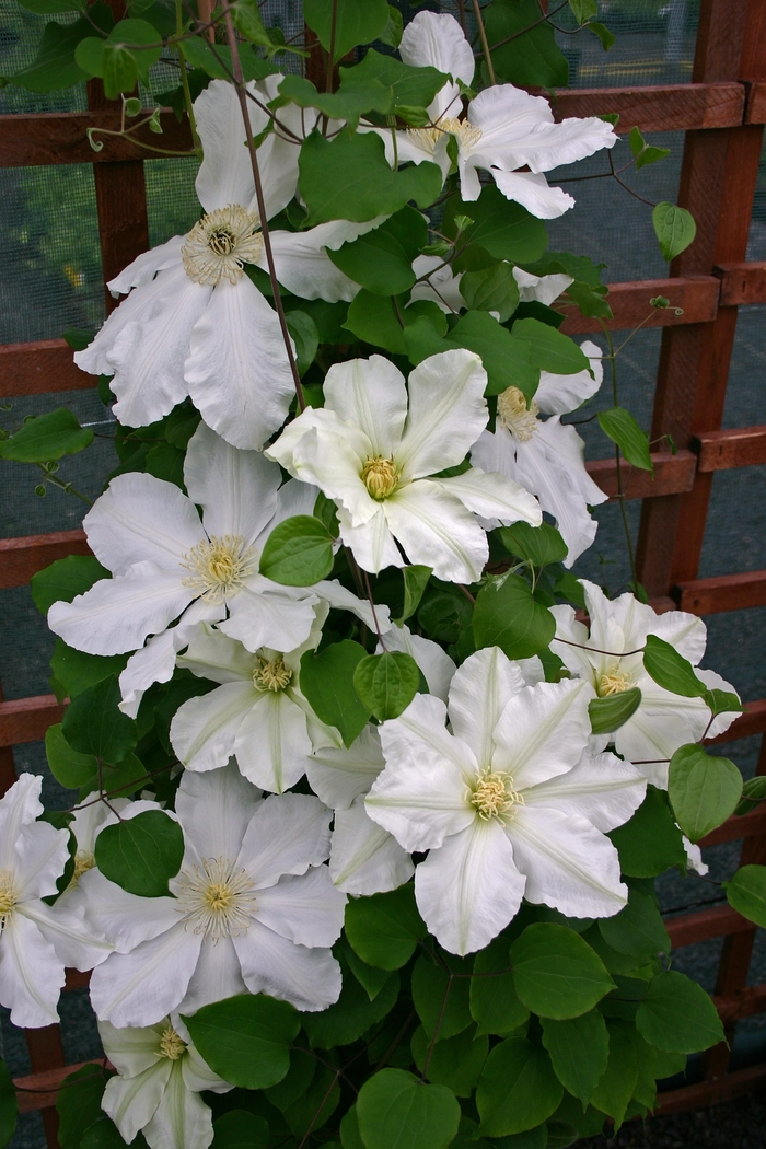 Clematis - Clematis 'Alabast' from RFGN readingfeedandgardennew Upgrade