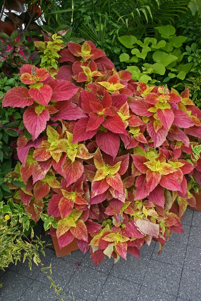 Coleus - Coleus 'Alabama Sunset' from RFGN readingfeedandgardennew Upgrade