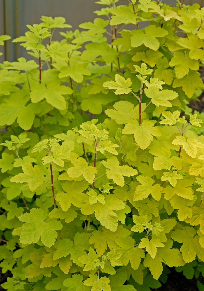 'Brocklebankii' Golden Current - Ribes sanguineum from RFGN readingfeedandgardennew Upgrade