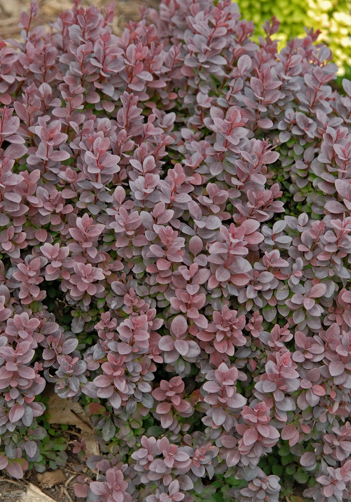 'Concorde' Barberry - Berberis thunbergii from RFGN readingfeedandgardennew Upgrade