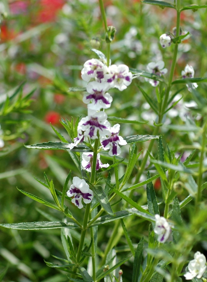 Angelonia 'Angelface™ Blue Bicolor - Summer Snapdragon from RFGN readingfeedandgardennew Upgrade