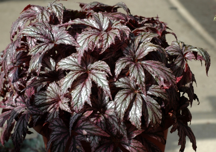 Rex Begonia - Begonia rex-cultorum 'Carribean Deams Savannah Bay' from RFGN readingfeedandgardennew Upgrade