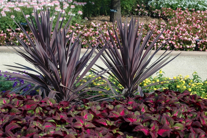 'Red Sensation' - Cordyline australis from RFGN readingfeedandgardennew Upgrade