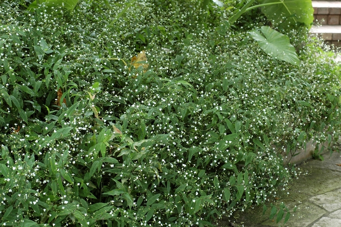 Bridal Veil - Gibasis geniculata (Gibasis) from RFGN readingfeedandgardennew Upgrade