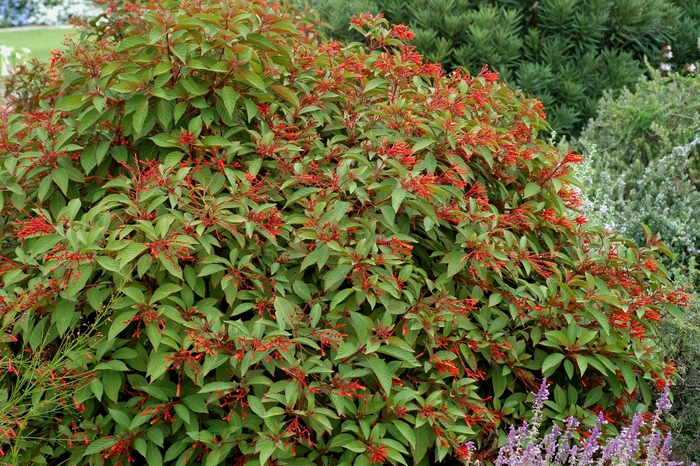 Firebush - Hamelia patens from RFGN readingfeedandgardennew Upgrade