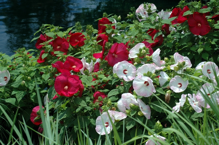 Hibiscus - Hardy Hibiscus Varieties from RFGN readingfeedandgardennew Upgrade