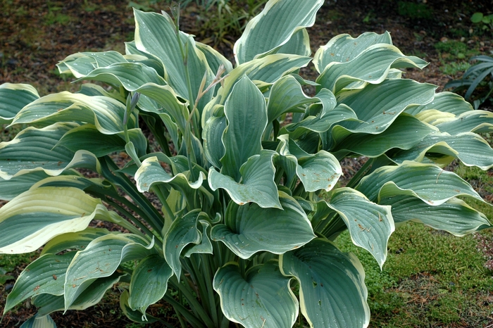 Hosta - Hosta 'Samurai' from RFGN readingfeedandgardennew Upgrade