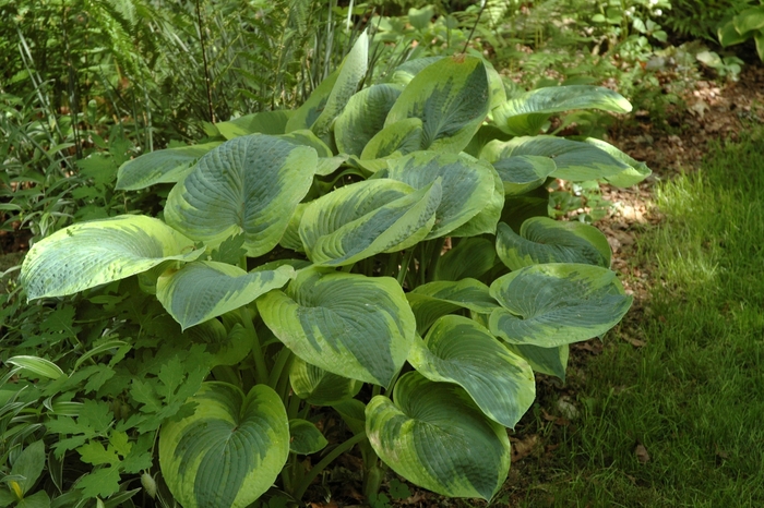 'Frances Williams' Hosta, Plantain Lily - Hosta from RFGN readingfeedandgardennew Upgrade