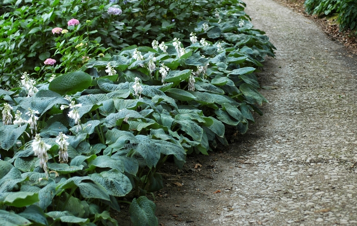 'Elegans' Hosta, Plantain Lily - Hosta sieboldiana from RFGN readingfeedandgardennew Upgrade